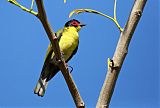 Australasian Figbird